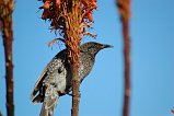 Wattlebird 103